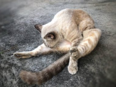 Tayland kedisi, sevimli hayvan.