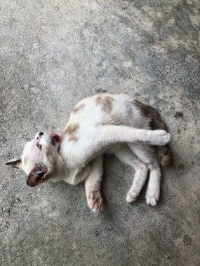 Kedi çimento zeminine uzanmış, rahat bir jestle kendini temizliyor.