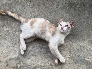 Tayland kedisi, sevimli hayvan.