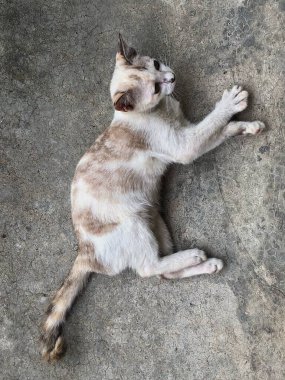 Tayland kedisi, sevimli hayvan.