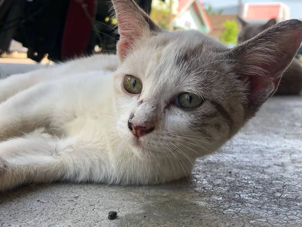 Thailändsk Katt Gulligt Djur — Stockfoto