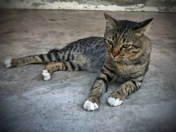 Gato Tailandês Animal Bonito — Fotografia de Stock