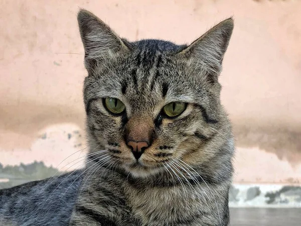 Gato Tailandês Animal Bonito — Fotografia de Stock