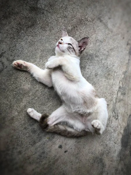 Gato Tailandês Animal Bonito — Fotografia de Stock