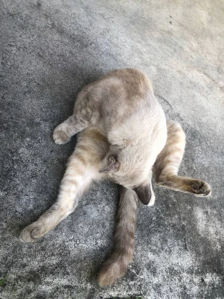 Kedi çimento zeminine uzanmış, rahat bir jestle kendini temizliyor.