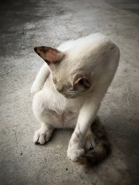 Katze Legt Sich Auf Zementboden Und Reinigt Sich Mit Bequemer — Stockfoto