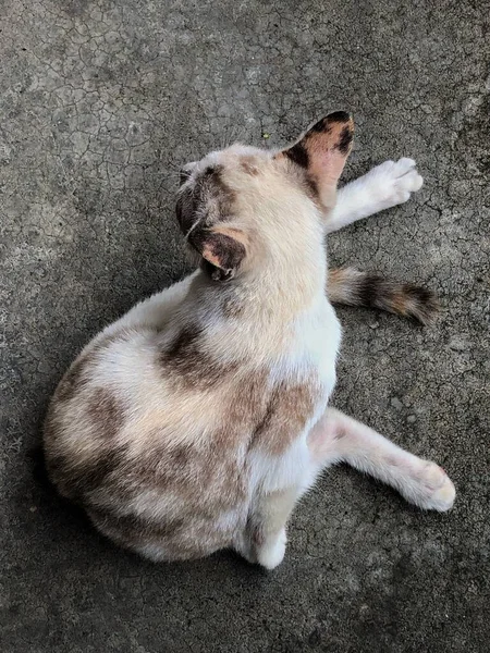 Thajská Kočka Roztomilé Zvíře — Stock fotografie