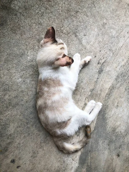 Gato Tailandés Lindo Animal — Foto de Stock