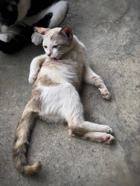 Gato Deitado Piso Térreo Cimento Limpando Com Gesto Confortável — Fotografia de Stock