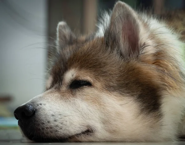 Kapalı Köpek Yüzü Kapalı Göz Sıkıcı Bir Duygu — Stok fotoğraf