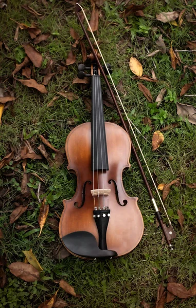 바이올린 바닥에 포도와 놓는다 — 스톡 사진