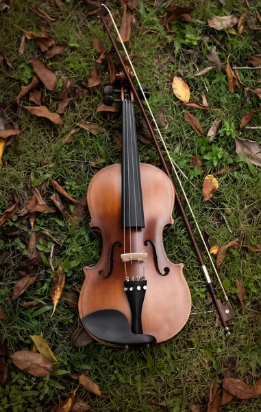 Violon Archet Mis Sur Herbe Verte Rez Chaussée Beaucoup Feuilles — Photo