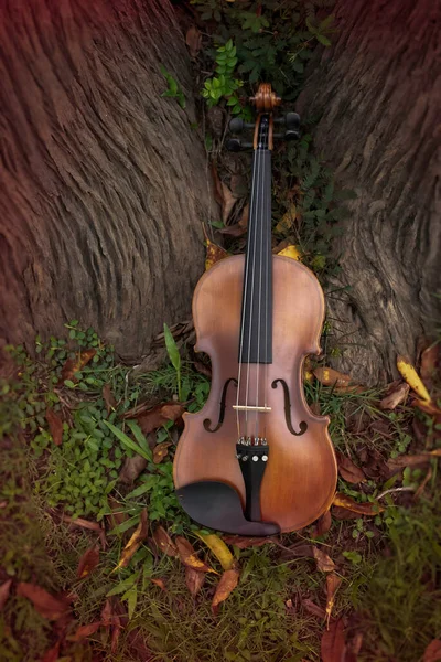 Violino Inclina Árvore Tronco Muitas Folhas Secas Redor Luz Embaçada — Fotografia de Stock