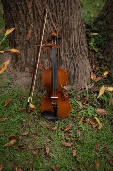 緑の芝生の床に置かれたバイオリンと弓 たくさんの乾燥した花 周りのぼやけた光 — ストック写真