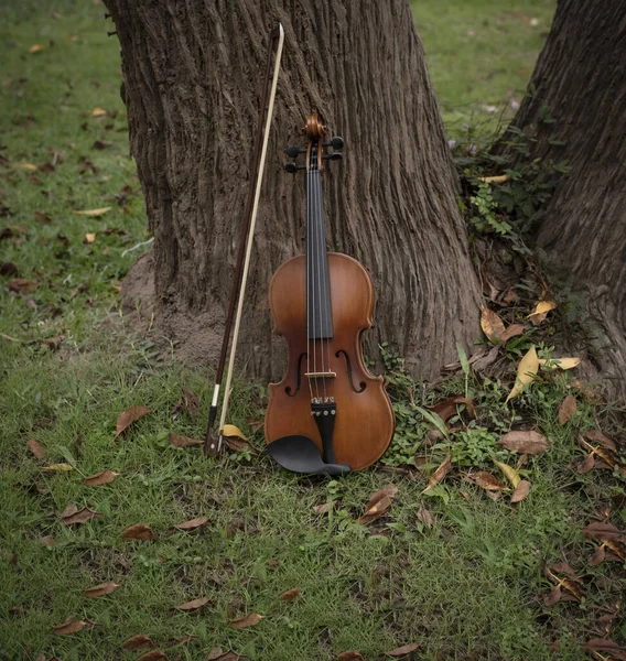 Violin Bow Put Green Grass Ground Floor Plenty Dried Flower — Stock Photo, Image