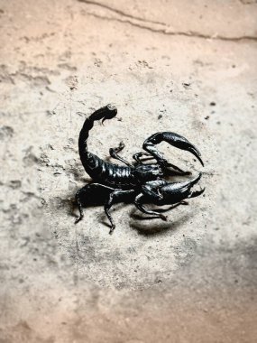 The Asian giant scorpion.black hard shell .Heterometrus species,showing body and structure on ground floor,blurry light around.