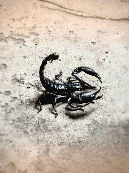 The Asian giant scorpion.black hard shell .Heterometrus species,showing body and structure on ground floor,blurry light around.