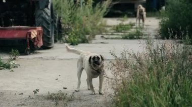 Büyük kızgın bir köpek dışarıda havlıyor. Agresif köpek özelliği korur ve bahçesinde havlar.