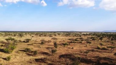 Afrika Savanası'nda safari yolculuğu. Geleneksel Afrika kırsal kabile köyünün havadan çekilmiş fotoğrafı. Güney Afrika'da Kurak Mevsim. Milli parkta havadan çekilen savana çayır arazisi.