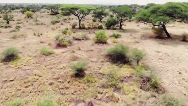 Afrika Savanası'nda safari yolculuğu. Serengeti Milli Parkı'nda havadan görüntüleri vahşi savana çayır manzara. Gün batımında doğa manzarası, Afrika. — Stok video