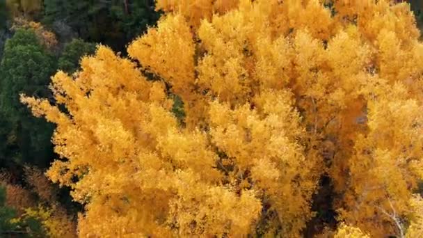 Survoler la cime des arbres colorés par une journée ensoleillée. Arbres d'automne en forêt jaune, orange et rouge. Vue d'en haut. Couleurs d'automne. Feuillage d'automne en forêt — Video