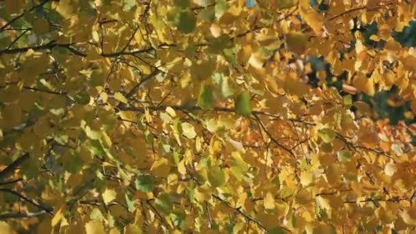 Höst björklöv på ett träd i grön, gul, orange och röd skog. Falla lövverk i skogen. Höstfärger. Flyger över de färgglada trädtopparna på en solig dag. — Stockvideo