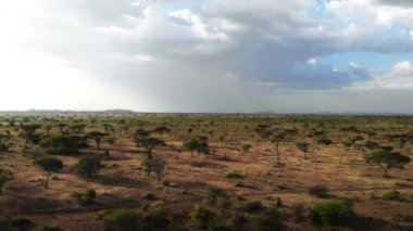  Safari seyahat Afrika Savannah. Serengeti Milli Parkı'nda havadan görüntüleri vahşi savana çayır manzara. Gün batımında doğa manzarası, Afrika. Doğu Afrika'da Kurak Mevsim.