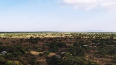 Geleneksel Afrika kırsal kabile köyü, Doğu Afrika havadan çekim. Serengeti Milli Parkı'nda havadan görüntüleri savannah çayır manzara. Afrika Savanası'nda safari yolculuğu. 