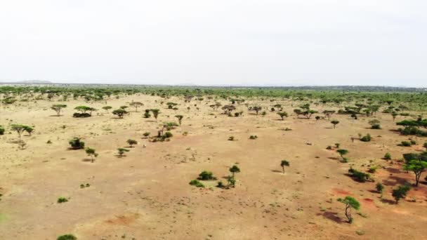 Serengeti Milli Parkı'nda havadan görüntüleri savannah çayır manzara. Afrika Savanası'nda safari yolculuğu. Doğa manzarası, Afrika. — Stok video