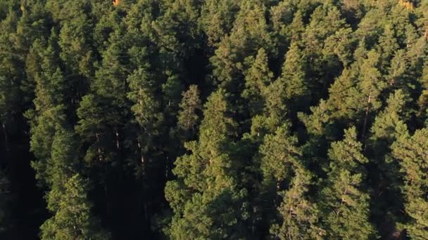 Floresta de coníferas vista superior fotografia aérea uma densa floresta de pinheiros e abetos ao pôr do sol, de perto. Fotografia de drones. Árvores coníferas e decíduas. Vista panorâmica dos topos do pinheiro — Vídeo de Stock