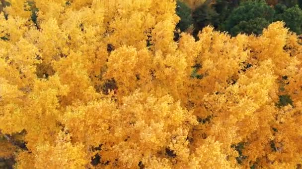 Volando sobre las copas de los árboles de colores en un día soleado. Árboles otoñales en bosque amarillo, naranja y rojo. Vista desde arriba. Colores otoñales. Follaje de otoño en el bosque — Vídeo de stock