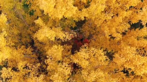 Volando sobre las copas de los árboles de colores en un día soleado. Árboles otoñales en bosque amarillo, naranja y rojo. Vista desde arriba. Colores otoñales. Follaje de otoño en el bosque — Vídeo de stock