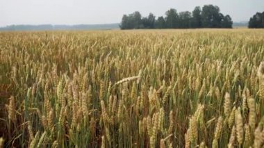 Geniş bir tarla dolusu olgun buğday bitkisi. Buğday yetiştiriyorum. Tahıl hasadı yazın olgunlaşır. Tarım sektörü konsepti. Altın buğday tarlası, Sağlık Konsepti