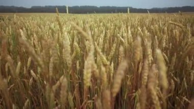 Buğday tarlası. Buğday kulakları yakında. Hasat konsepti. Doğal tarım, hasat. Altın buğday tarlası, Sağlık Konsepti. Büyüyen buğday mahsulü.
