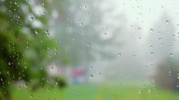 Close up de gotas de água em vidro. As gotas de chuva fluem pela superfície do vidro contra o fundo de verdes suculentos. Dias de chuva de verão — Vídeo de Stock