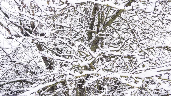 Branches Winter Tree Snow Covered — Stock Photo, Image