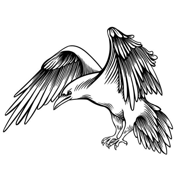 까마귀의 그림입니다 스케치 레이븐 도면입니다 그래픽입니다 양식된 흑인과 새입니다 현실적인 — 스톡 벡터