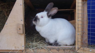 Satır içi tavşan çiftliği hutch yeme tahıl ve ot