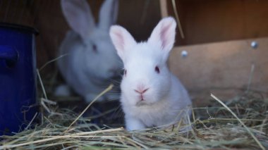 White panon, young white rabbit,rabbitry, keeping rabbits