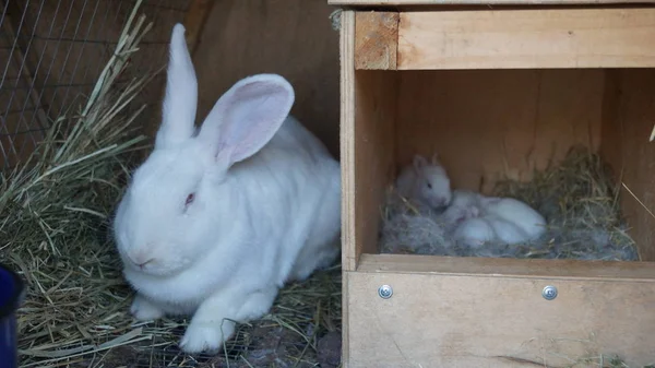 White panon, young white rabbit,rabbitry, keeping rabbits — Stock Photo, Image