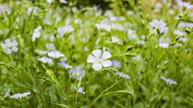 Arka plan, keten çiçekleri. Keten tarlası, keten çiçeklenme, tarla, ekim, tarım, panorama. Zengin hasat kavramı. Dünyayı ve doğayı gelecek nesillere sakla. Seçici odaklama, kopyalama alanı.