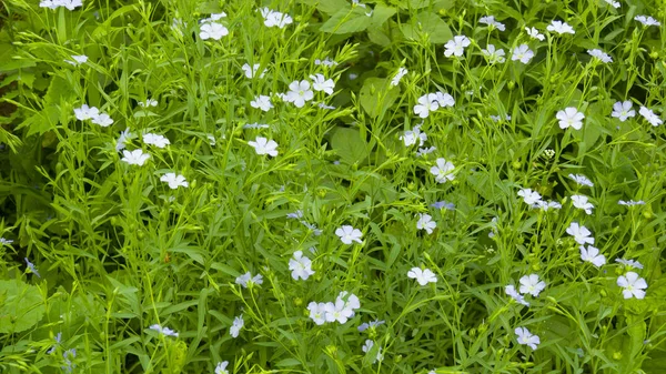 Background, flax flowers. Flax field, flax blooming, field, sowing, agriculture, panorama. The concept of a rich harvest. Save the earth and nature for posterity. Selective focus, copy space. — Stock Photo, Image