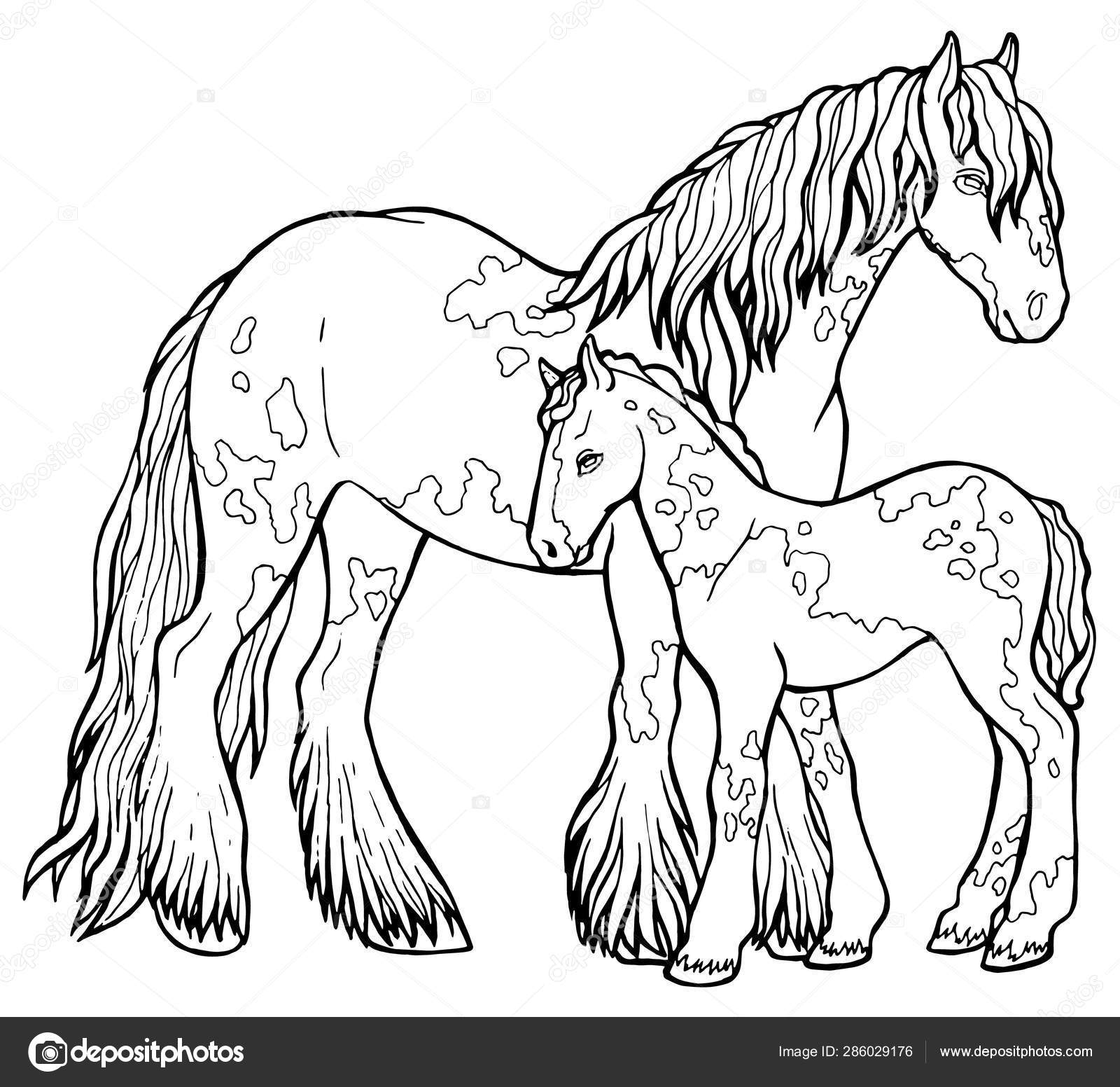 Horse runs trot. Coloring book. The horse runs trot. Coloring book. Tinker  is a thoroughbred horse. Stock Vector by ©rushcat1987 286029176, image size:1600x1552