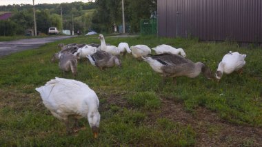 köyde baharda beyaz kaz sürüsü yürümek