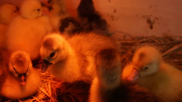 Μικρά κοτόπουλα σε ένα κοτόπουλο στη φάρμα. Χηνάκια — Φωτογραφία Αρχείου