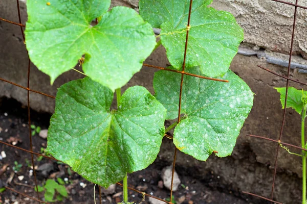 Powdery mildew caused by Podosphaera aphanis on green cucumber leaf — Stock Image Powdery mildew caused by Podosphaera aphanis on green cucumber leaf Royalty Free Stock Photos