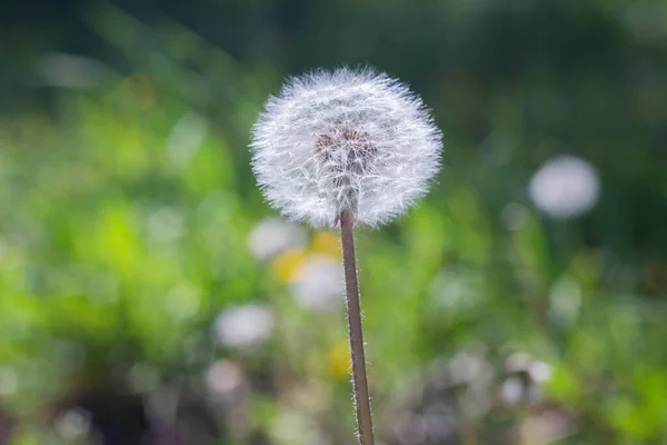 White dandelion seeds, Dandelion grows in a green field.