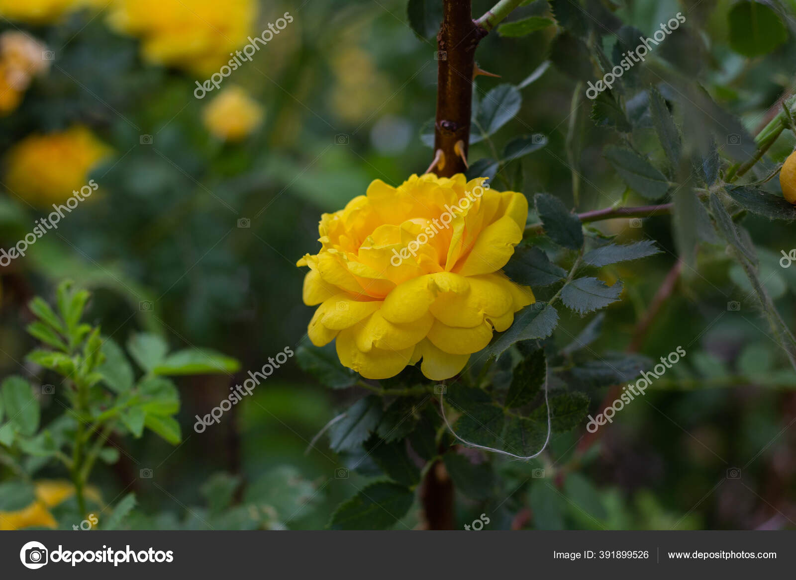 Beautiful Yellow Tea Rose Flowers Branches Garden Close — Stock Photo