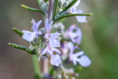 Çiçek açan biberiye bitkisi makrosu. Ayrıntıları kapat.