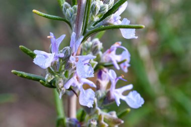 Çiçek açan biberiye bitkisi makrosu. Ayrıntıları kapat.